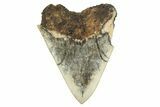 Serrated, Fossil Megalodon Tooth - West Java, Indonesia #226244-2